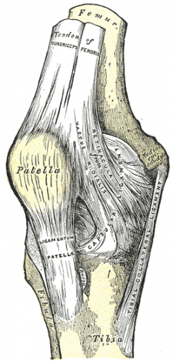 right knee joint - Gray's Anatomy via Wikipedia